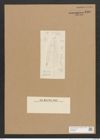 Diatomeae indet. (de-Toni-Nr.: Species 1370) Zeichnungen Sammlung Grunow Nr. 2500 (NHMW-BOT-W0369824)